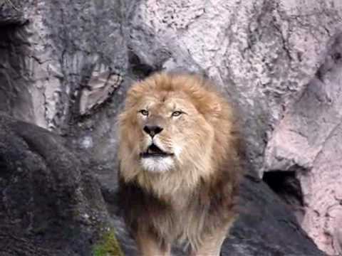 ライオンのサン　鳴き声　　名古屋市東山動物園　　Lion  2009．12．19撮影