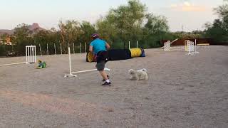 Dragon Agility 081418