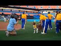 AMERICAN_IDOGS__at Sun Life stadium for the Florida Marlins game april 2010