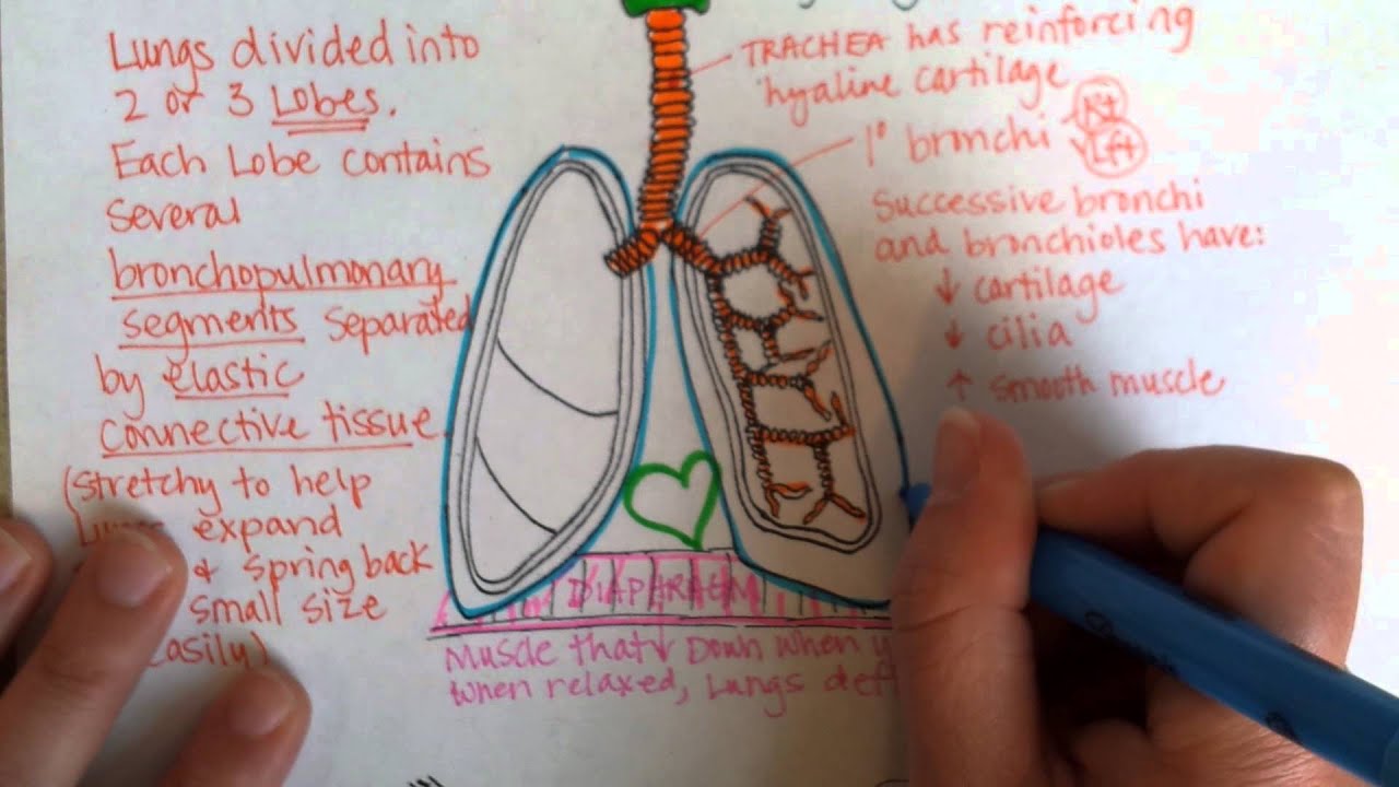 Lower Respiratory Tract, Part 1 - YouTube