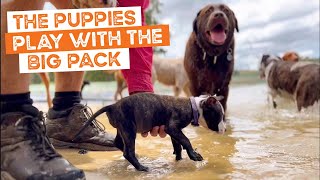 Cattle X Puppy Litter And Staffy Puppy Litter Play With Big Dog Daycare Pack In Big Playground