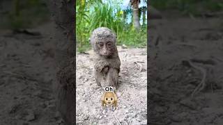 Monkey Is A Sad Happy