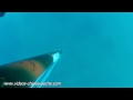 vidéos chasse sous marine hd