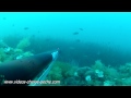 vidéos chasse sous marine hd
