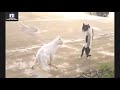funny animals