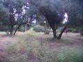 T13847 Vente Terrain Taroudant