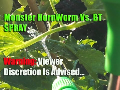 bacillus thuringiensis thesis bacillus thuringiensis thesis