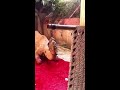 Faisalabad camel ki qurbani