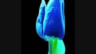 Watch Okkervil River Blue Tulip video