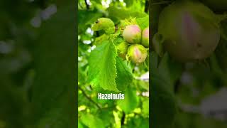 How To Plant A Hazelnut