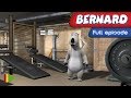 Bernard Bear (HD) - 01 - The Gym