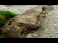 Sirenas Reales O Falsas Grabadas En Australia Mermaids Body Found images Sirenas Reales O Falsas Grabadas En Australia Mermaids Body Found
