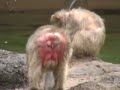 Real Bigfoot Strangest Face - What is it?