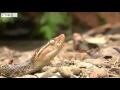 Terciopelo (Bothrops asper) FrankCuesta
