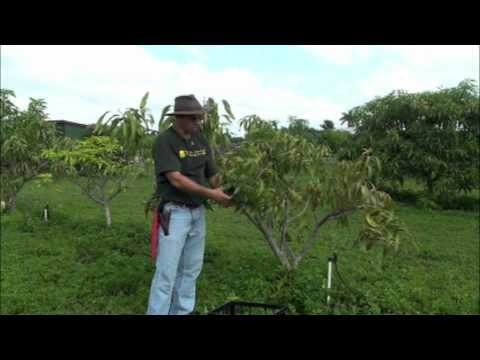 Air+Layering+Mango+Trees Air Layering Mango Trees http://www.wen.co.il/play.php?id=dGxEGuSuDaM