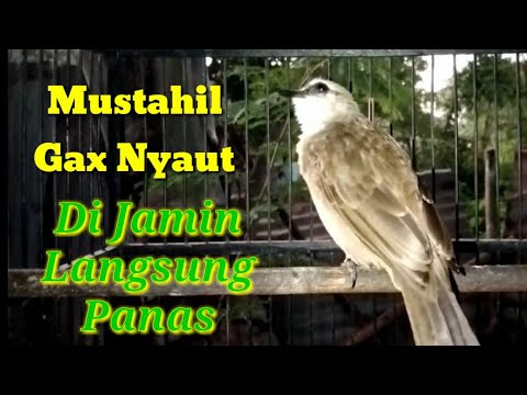 Trucuk Macet Dan Malas Bunyi Pasti Langsung Nyaut Dengan Pancingan Trucuk Ini,Mustahil Gax Nyaut