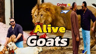 Lions Tiger Ko Zinda Bakray Abid Bhai Ronay Lag Emian Saqib