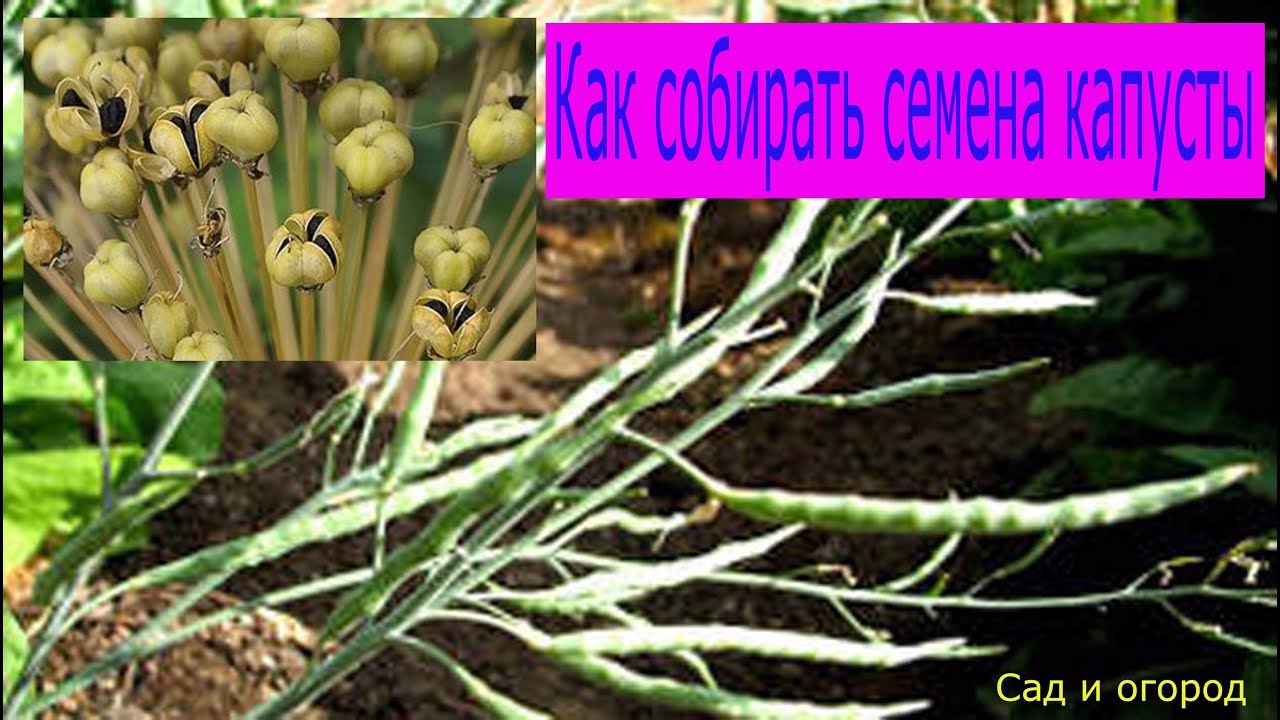 Как получить семена капусты как вырастить семена капусты Сад и огород Откуда берутся семена капусты, если она растет одним кочаном?
