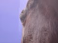 a girl and her horse!