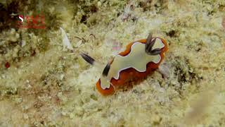 FAITHFUL CHROMODORID