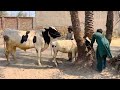 Ox And Cow Crossing ||Small cow and biggest Ox Crossing ||Complete Breeding Process