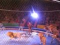 Lions Attack Trainner At A Circus Sick Warning 18 images Lions Attack Trainner At A Circus Sick Warning 18