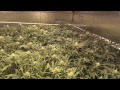 Room B - Green Crack Cannabis Grow - Day 31 of Flower