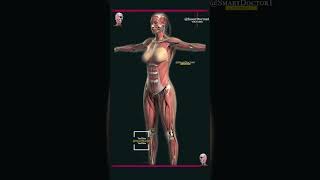 İnanılmaz Vücut | Kadın vücudunun anatomisi. 👧🏻