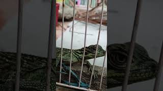 Baby Sailfin Lizard