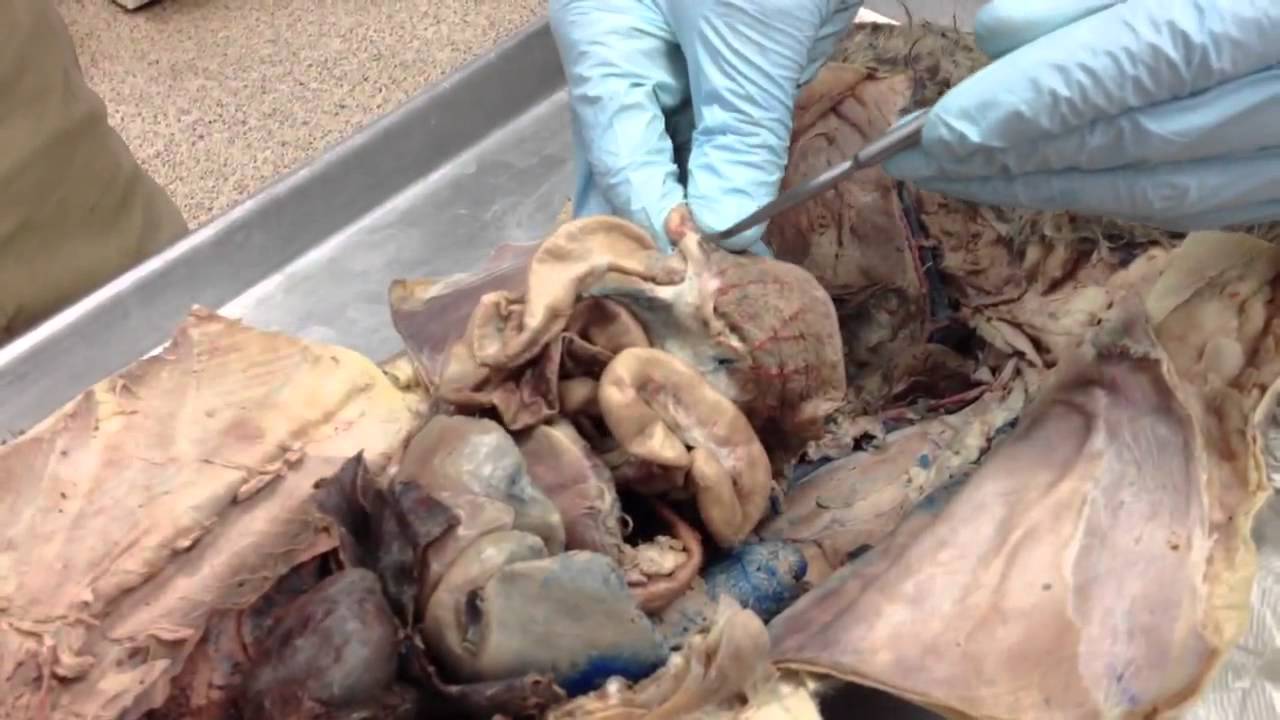 Cat dissection (digestive system) - YouTube