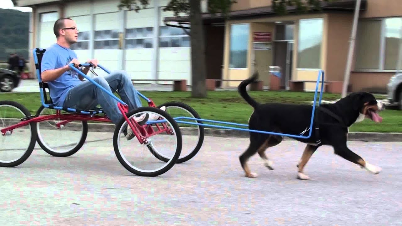 How To Make A Dog Cart For Dog To Pull How To Make A Dog Cart For Dog To Pull
