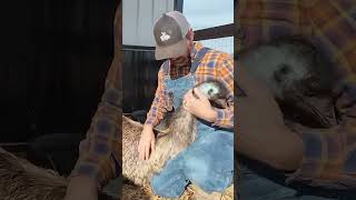 Emu Ears