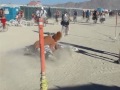 Burning Man 2011 - Lion attacks Zebra