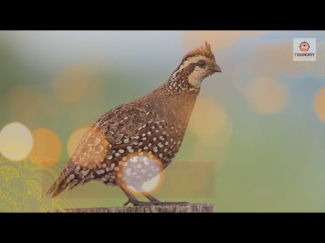 Watch Quail Hunting Tips for Beginners on YouTube.