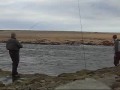 Sea char fishing in Iceland