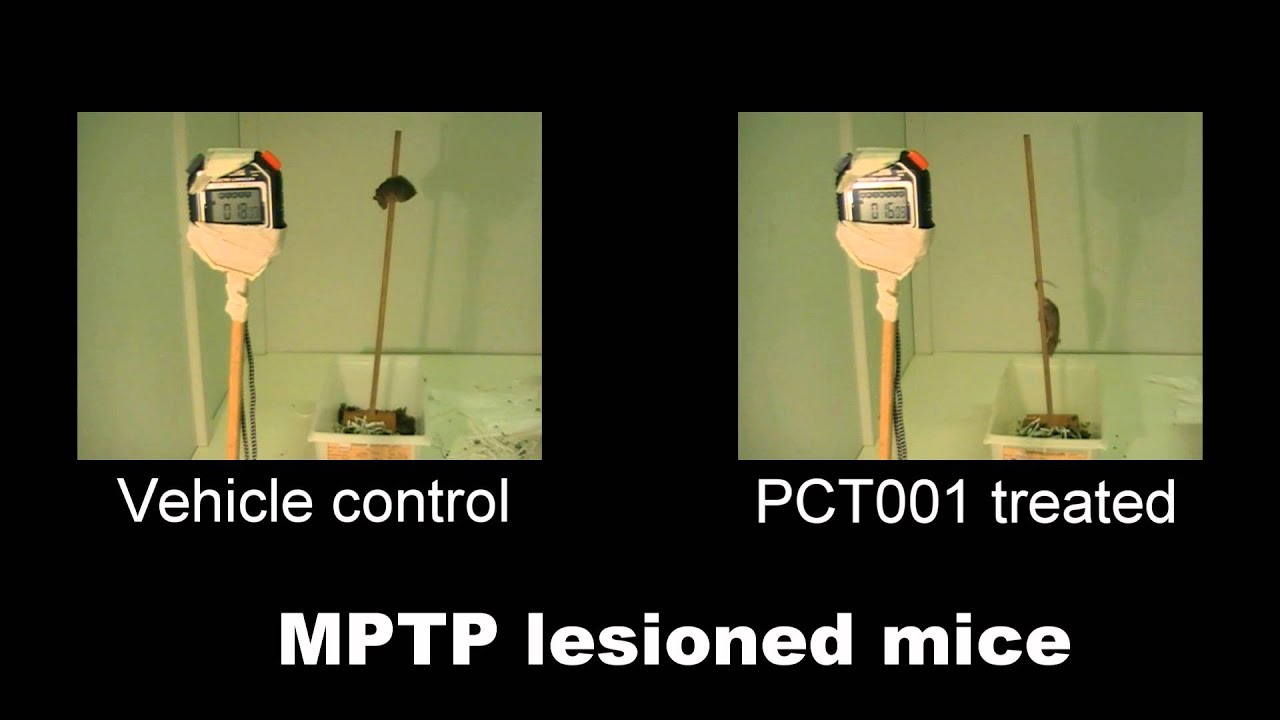 PCT001 treatment of Parkinsonism in mice_pole test YouTube