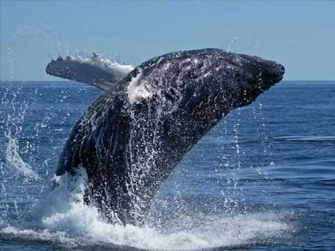 Regarde La Mer Video