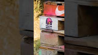 Taco Bell Logo Custom Layered Stencil Set Stencil Stop