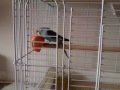 baby budgie eating his orange cube