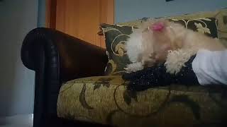 naja the best dog #2