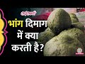 होली पर Bhang छानने से पहले उसके पीछे की पूरी Science समझ लें| Cannabis #Sciencekaari