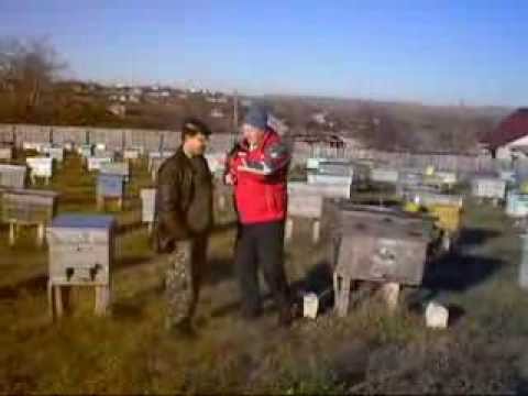 Как посадить рой в улей Как посадить рой в улей