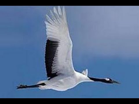 Журавли песня мп3 скачать