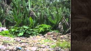 Heal the WorldDumpsite