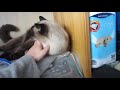 Fat Siamese cat asks for attention