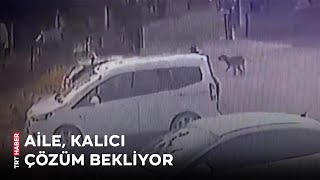 Başıboş Sokak Köpekleri 3 Yaşındaki Çocuğu Kovaladı