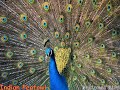 26 January republic day... - Republic Day (India) ecards - Events Greeting Cards 26 January republic day... - Republic Day (India) ecards - Events Greeting Cards