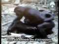 L'omosessualitá é naturale (Documentario sulla vita animale)
