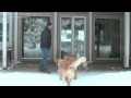 Golden retriever puppy training. Lesson10/Обучение щенка ретривера. Урок10