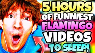 5 Hours Of Funniest Flamingo Videos To Fall Asleep